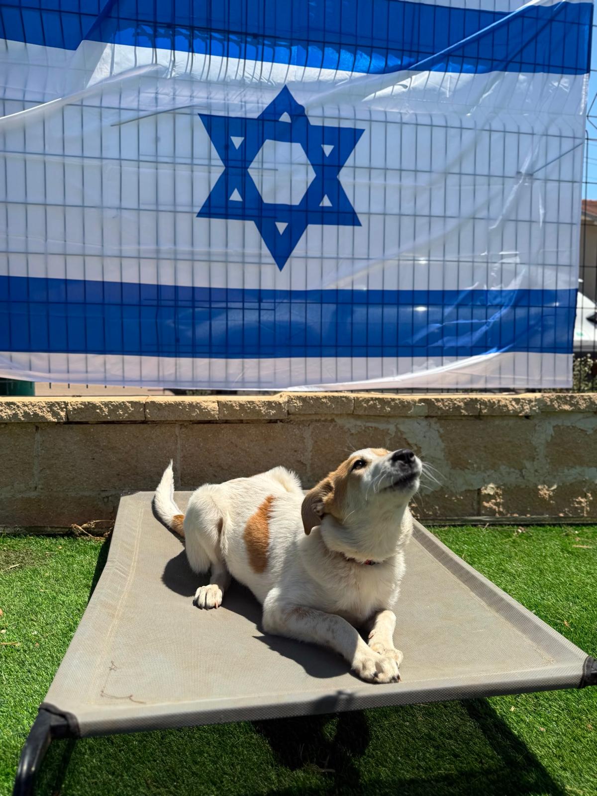 כלב נינוח על הדשא